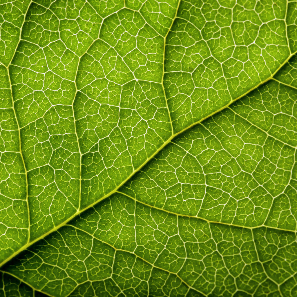 Science & Technology Library logo image of a leaf