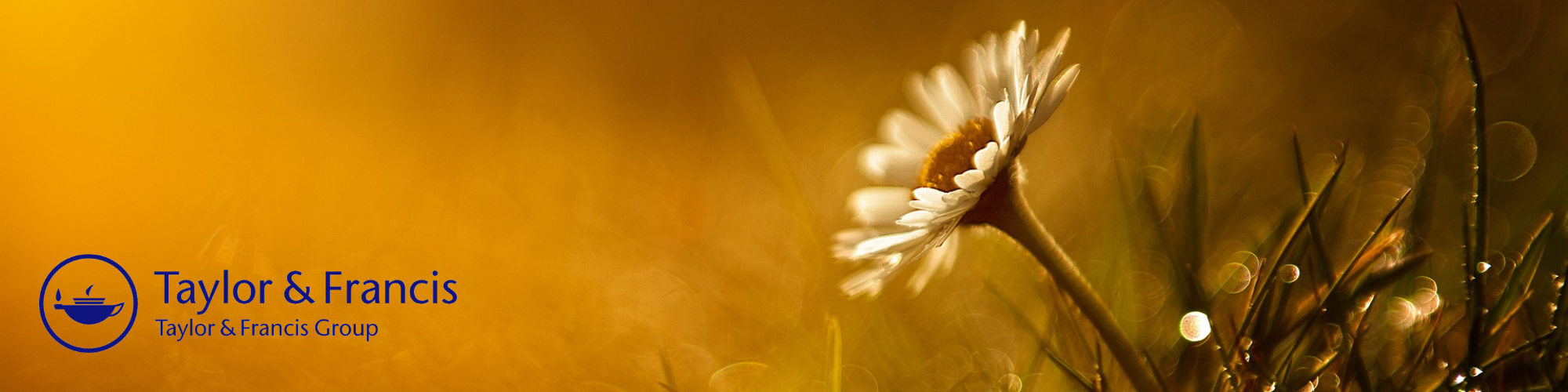 Daisy leaning into the sun against a yellow background