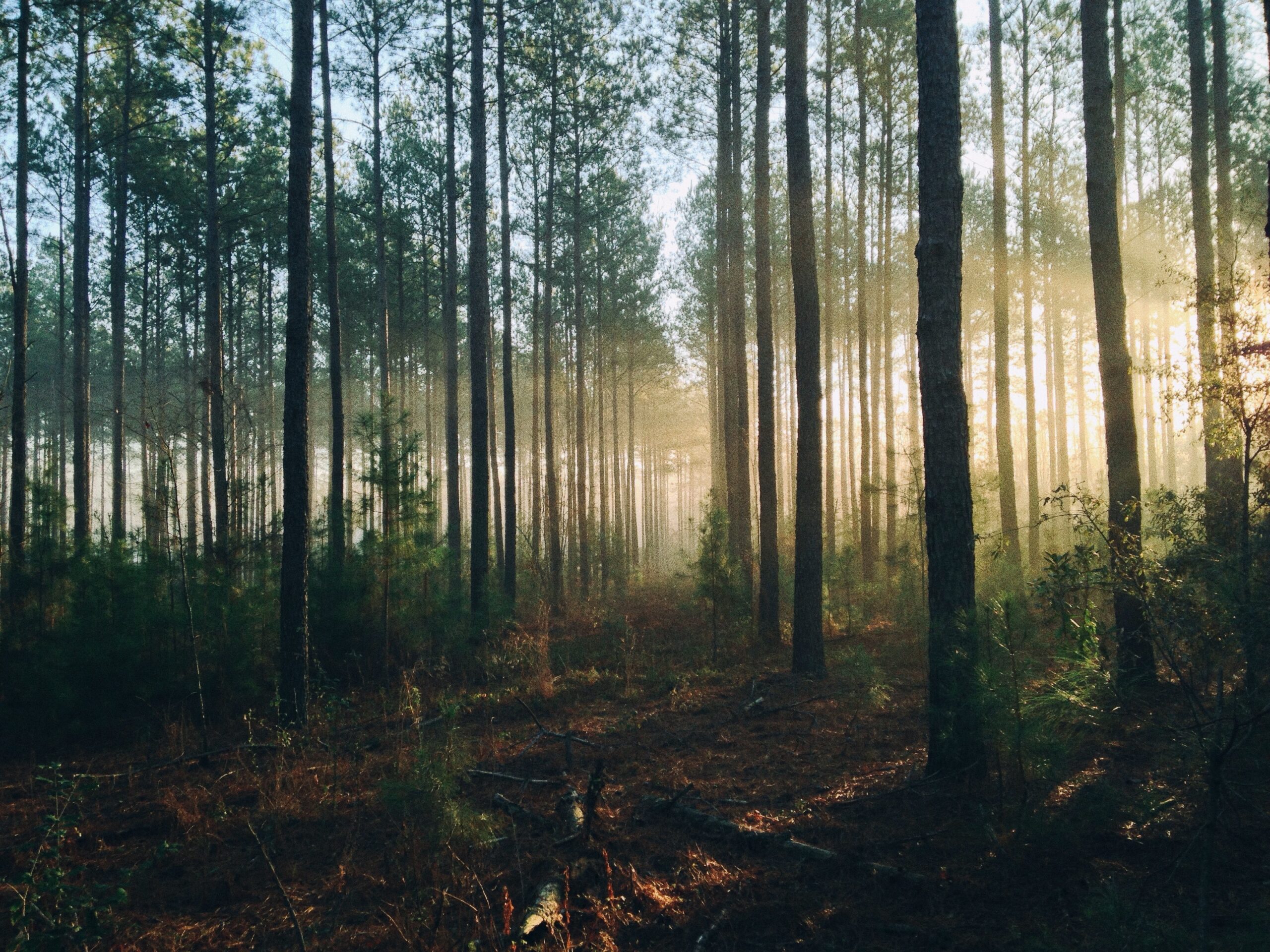 forest in the sunrise