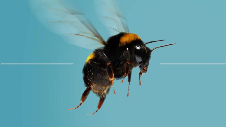 Picture of a bee in flight against a light blue background with the Taylor & Francis logo in the top corner.