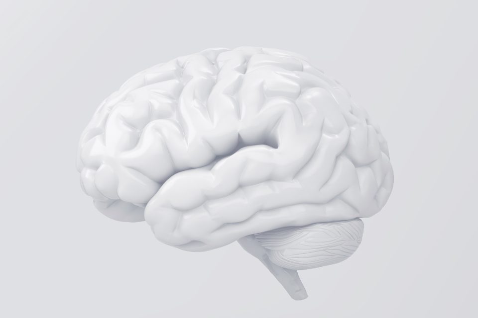 White representation of a brain against a white background