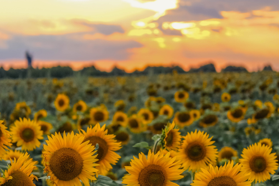 Sunset over a field of Ukrainian sunflowers