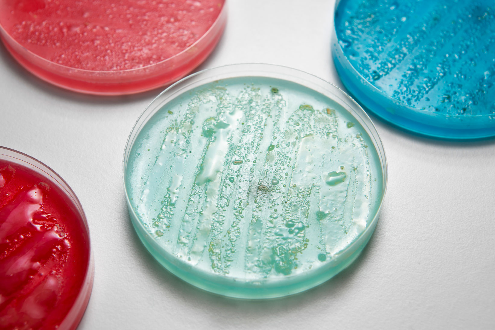 Colourful petri dish
