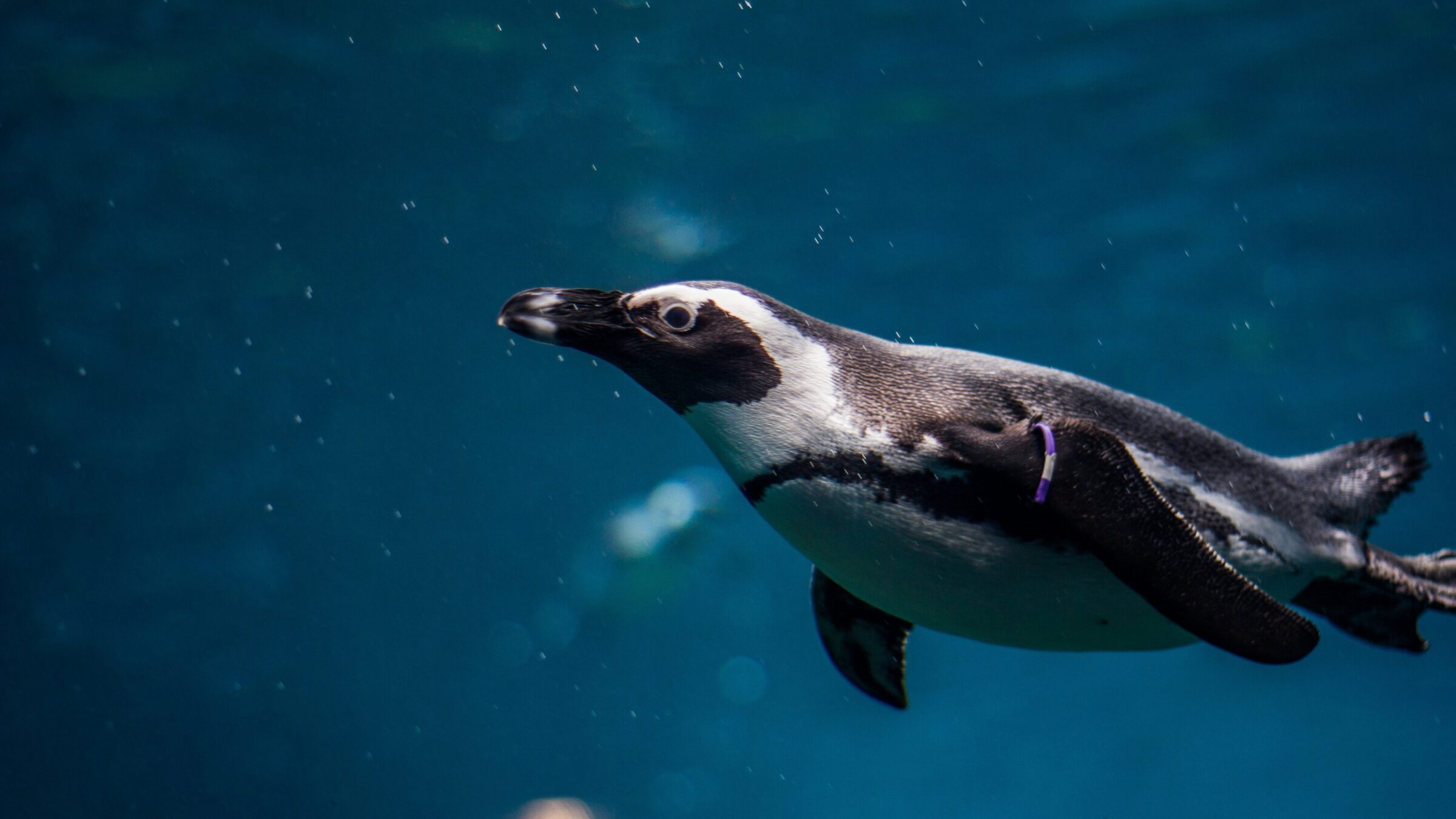 an image of a penguin swimming