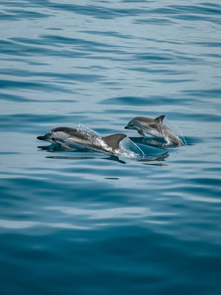 Two dolphines swimming above the water