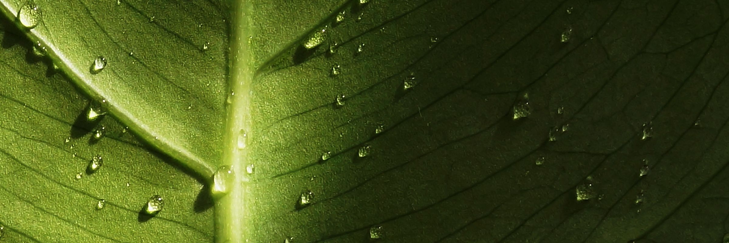 Close up of leaf in black and white | Earth & Environment