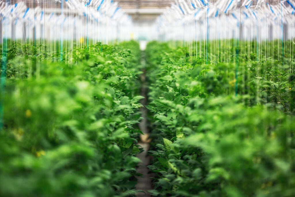 Plants In Greenhouse